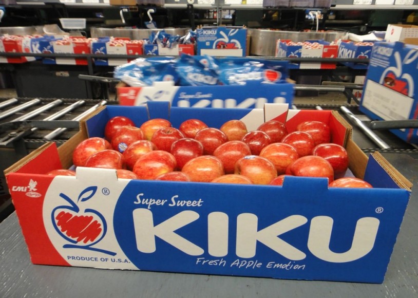 tao kiku